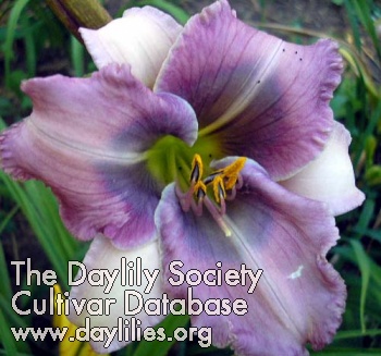 Daylily Nature's Blue Witches Brew